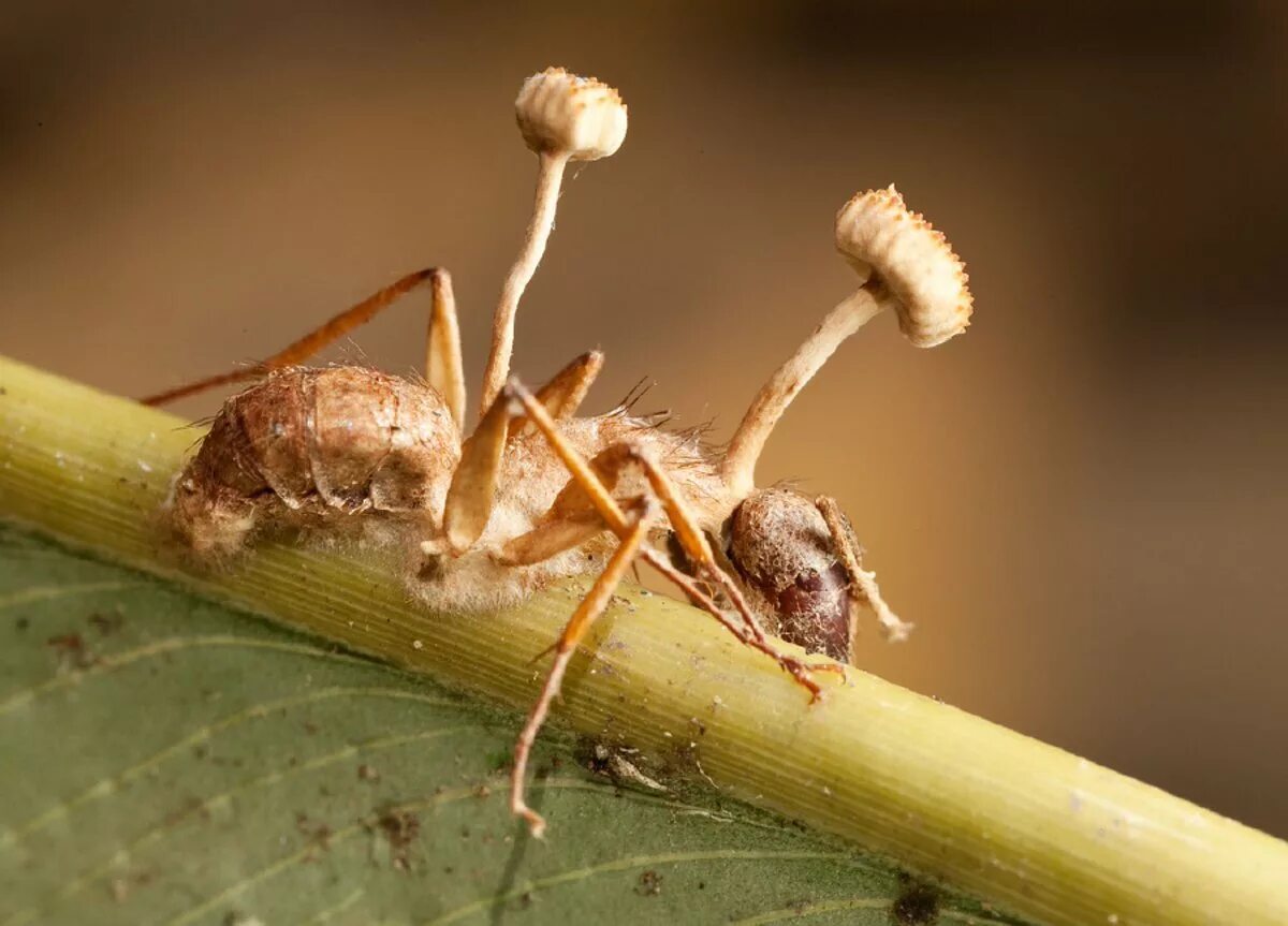 Растение гиб. Гриб паразит кордицепс однобокий. Кордицепс муравей зомби. Кордицепс однобокий на муравье. Кордицепс гриб зомби муравей.