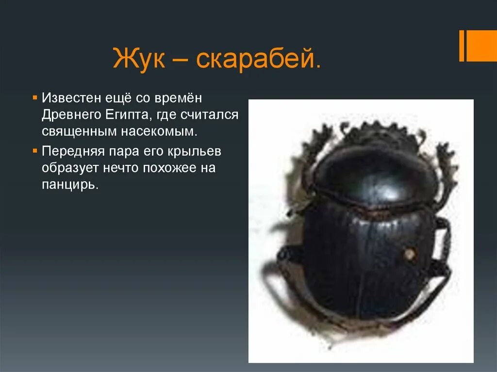 Жук скарабей в какой природной зоне. Жук скарабей Египет. Жук скарабей занесён в красную книгу. Жук скарабей фото и описание. Священный скарабей в мифологии.