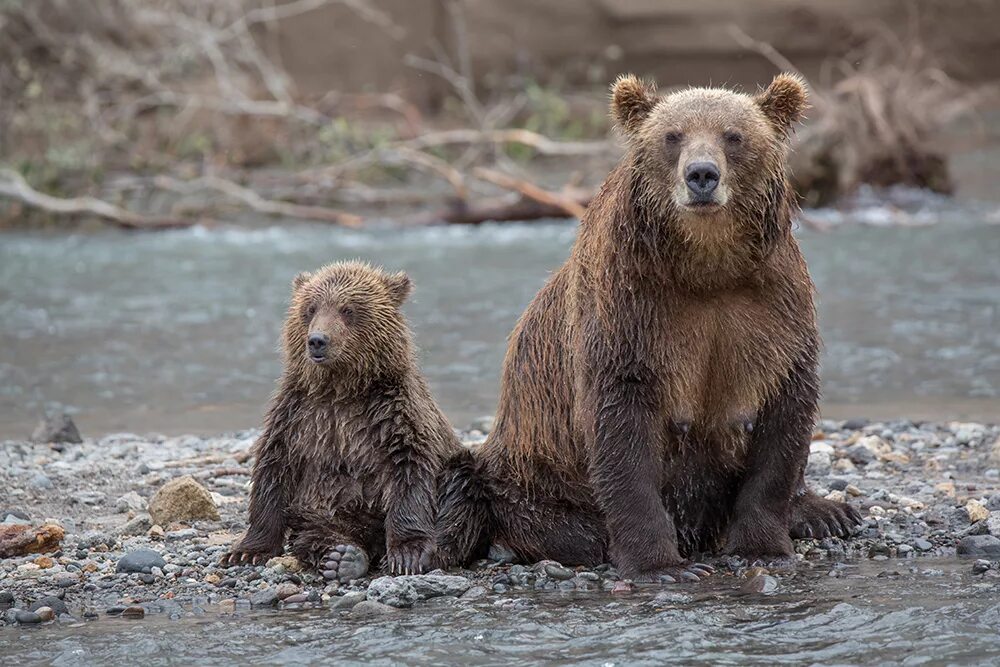 Камчатский бурый медведь. Бурый медведь Камчатки. Камчатка бурые медвежата. Сибирский бурый медведь Камчатский бурый медведь.