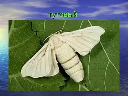 Бабочка тутового шелкопряда