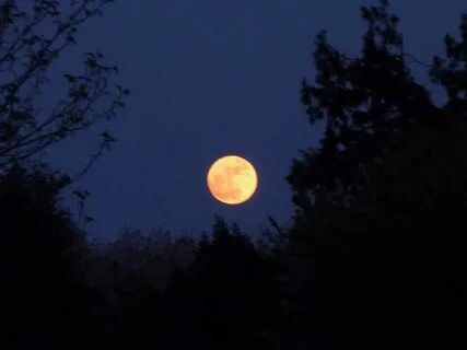 Какая бывает луна ночью