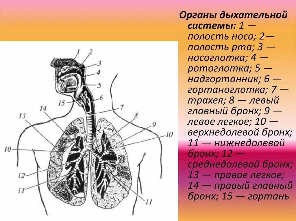 Носоглотка бронхи гортань носовая полость легкие трахея. Строение и функции органов дыхания схема. Дыхательная система человека схема 8 класс. Дыхательная система органов дыхания биология 8 класс. Система органов дыхания человека 8 класс.