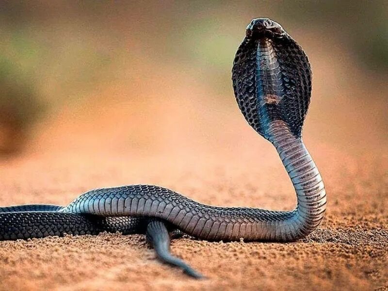 Змея 1 часть. Королевская Кобра Индонезия. Змея с капюшоном. Очковая змея. Кобра с капюшоном.