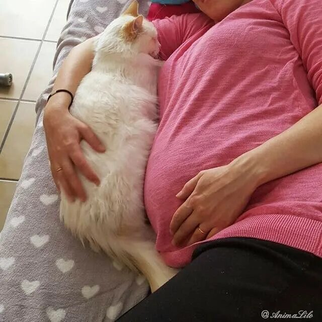 Кошка ложится на живот женщине. Кот обнимает живот беременной.