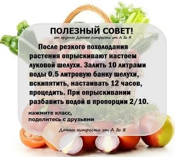 Рецепт сад огород
