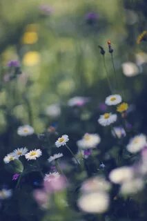 Flowers fade