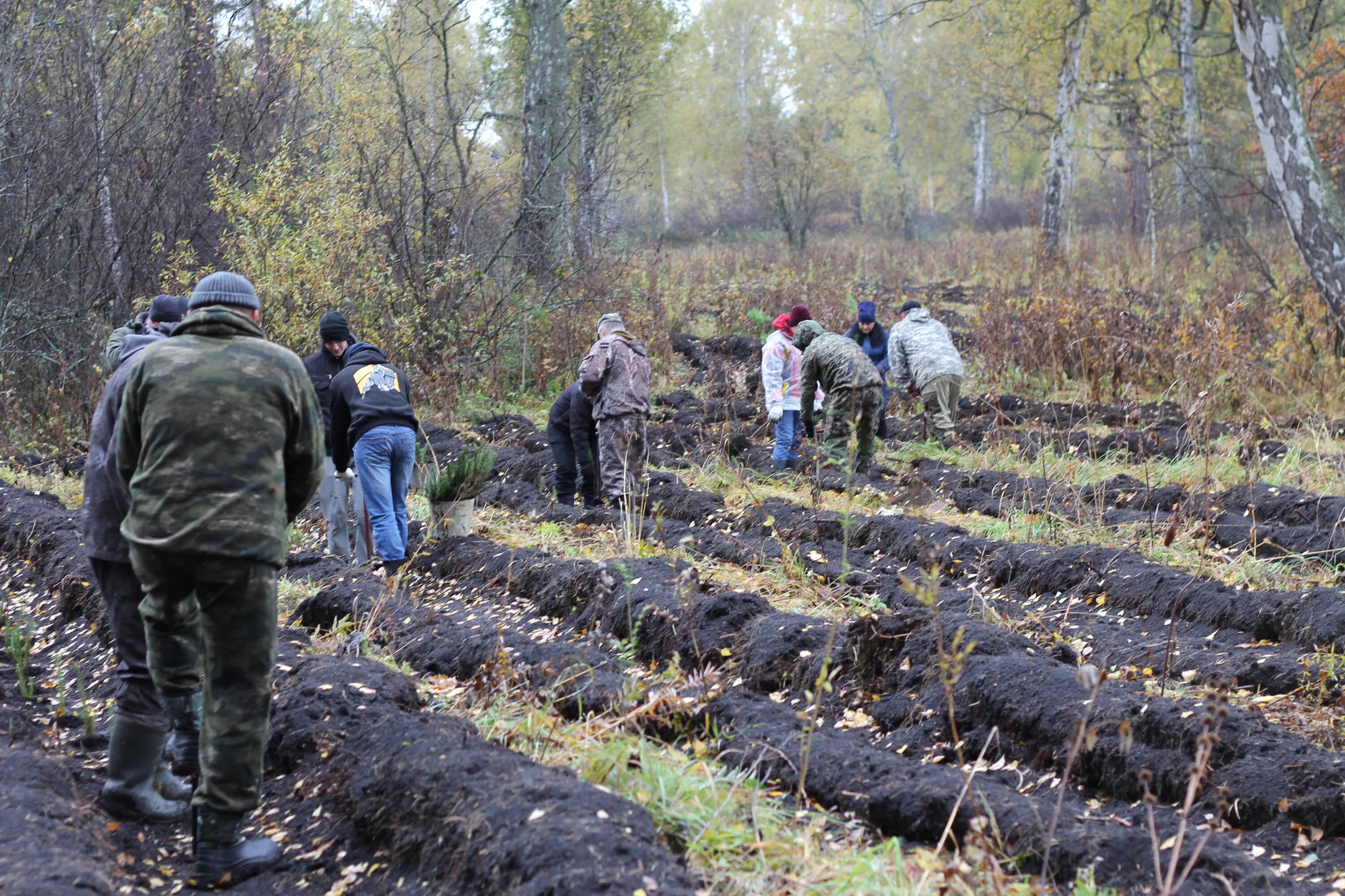 В ряд высадили 12 деревьев. Экология нацпроект высадка лесов. Высадили лес в Хакасии. Посадка новых саженцев леса в Новосибирской области машинами. Высадили более сотни молодых Кедров.