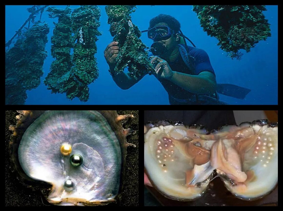 Откуда берется жемчуг. Двустворчатые моллюски жемчуг. Пресноводный речной жемчуг. Беззубка моллюск жемчуг. Откуда берется жемчуг.