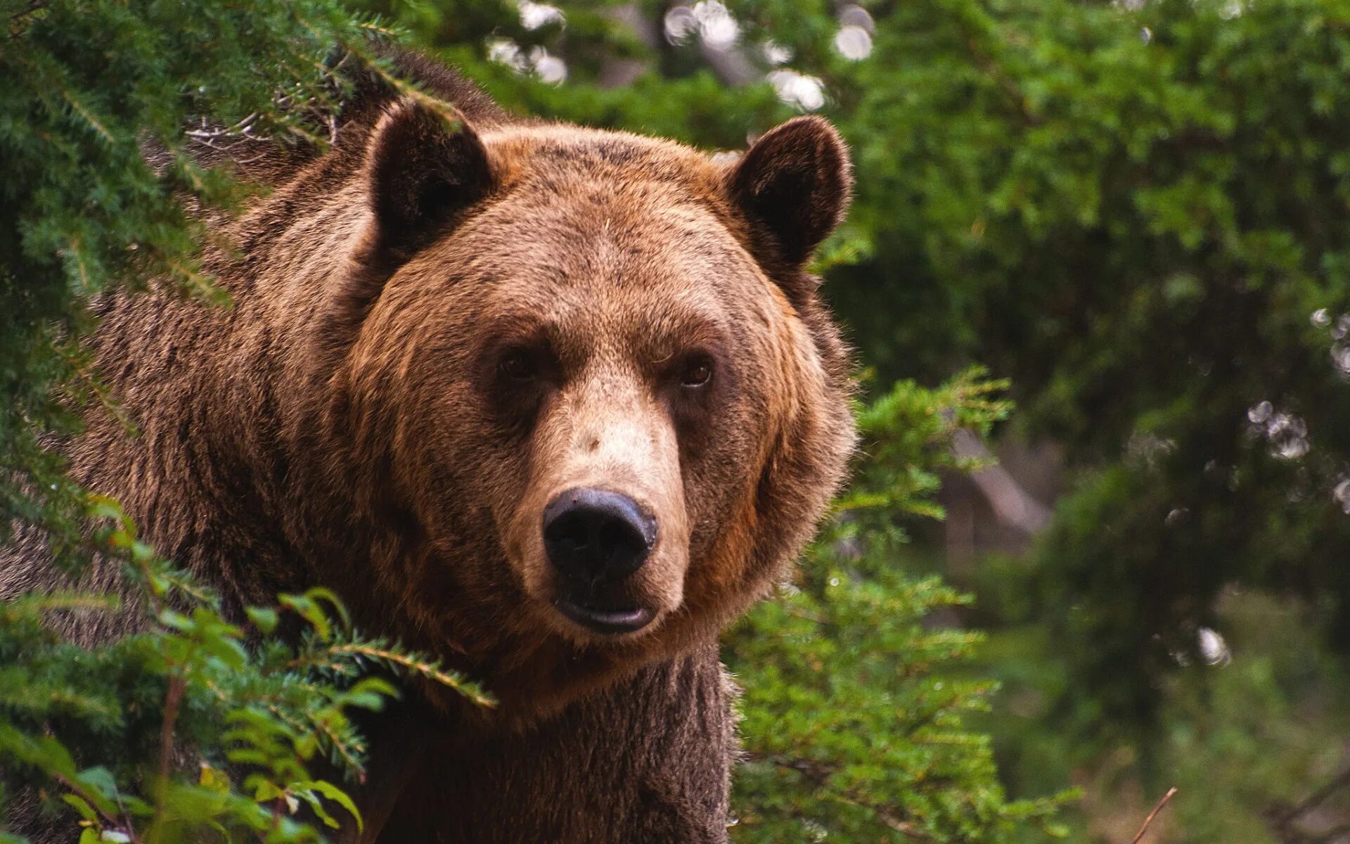 Сибирский бурый медведь. Гризли Grizzly, Гризли, медведь.. Бурый медведь Россия. Бурый медведь в тайге.