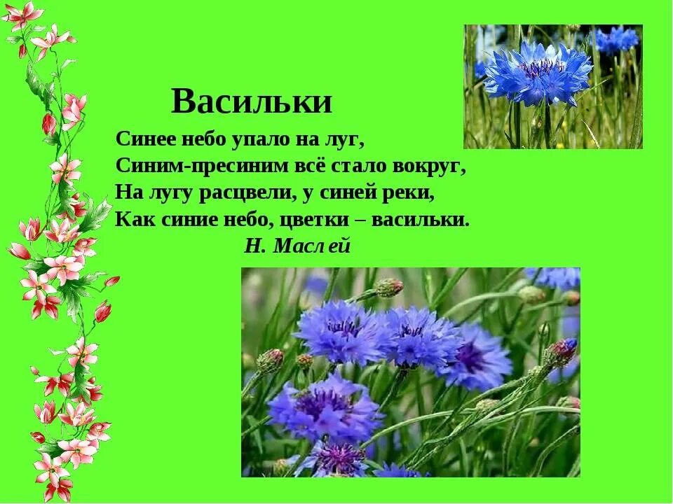 Синь васильки текст. Стихи про васильки. Стих про Василек. Стихи о цветах для детей. Стихи о луговых цветах для детей.