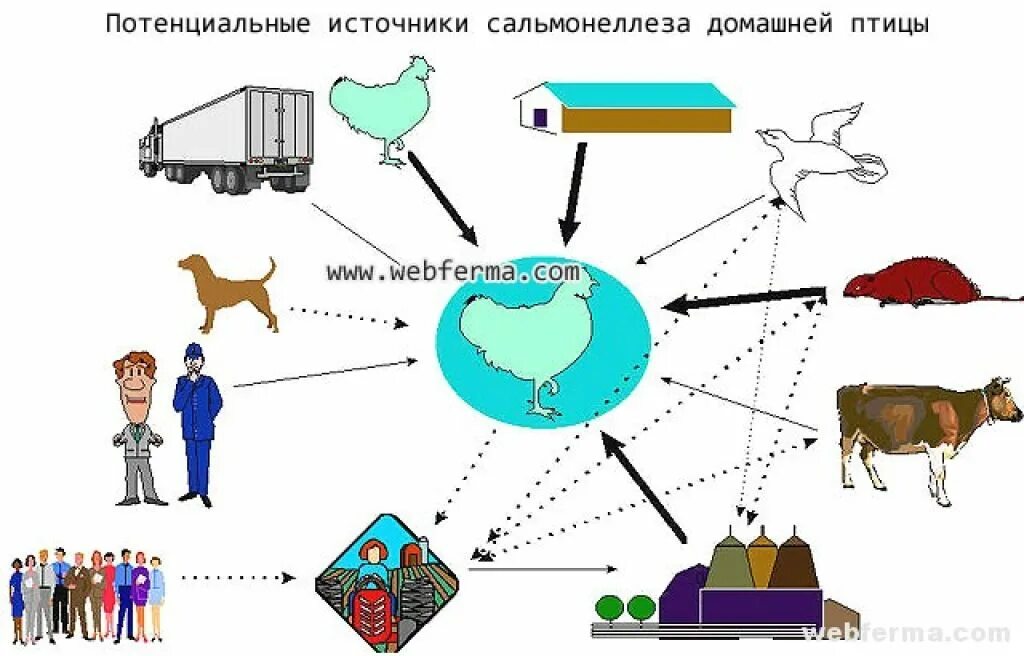 Фактором передачи сальмонеллеза является. Сальмонеллез источники и пути заражения. Сальмонеллез схема заражения. Источники и способы заражения сальмонеллеза. Сальмонеллез источник инфекции пути передачи.