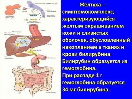Печеночный билирубин