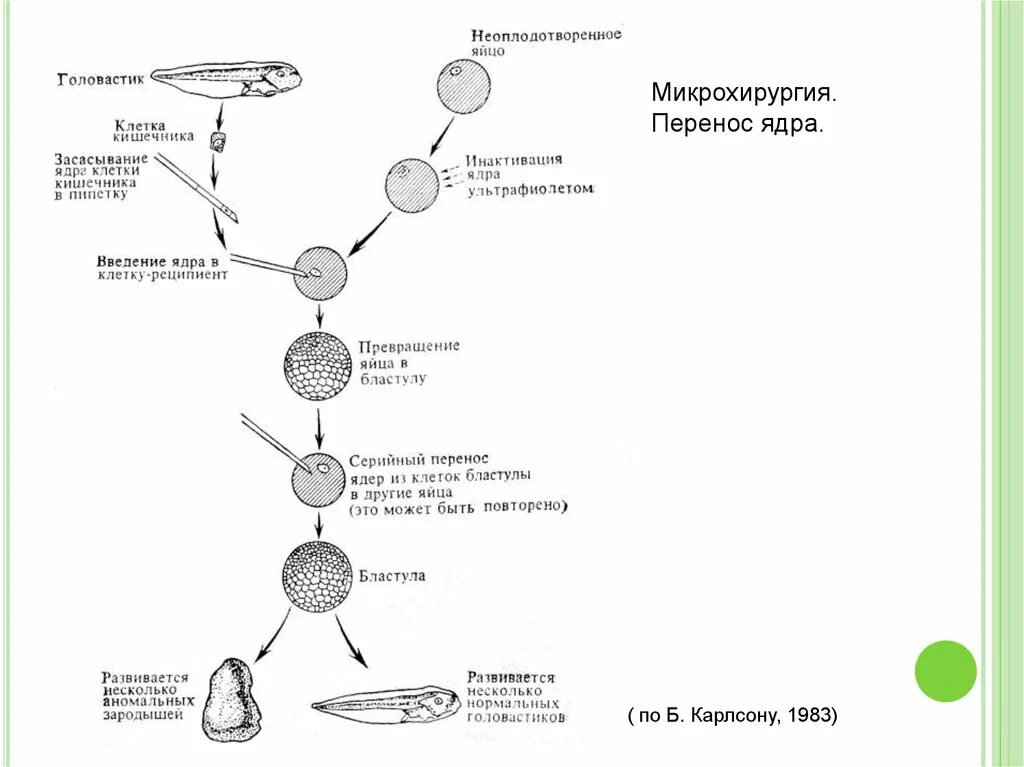 Тест по биологии размножение человека