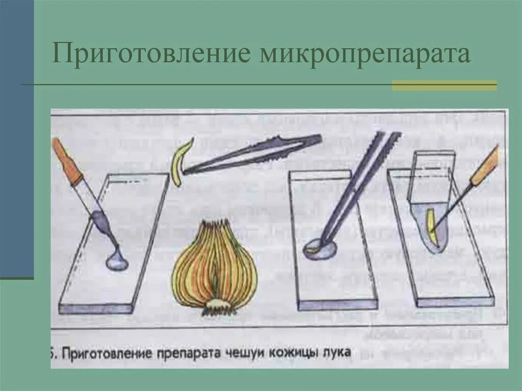Рисунок микропрепарата. Этапы приготовления микропрепарата 5 класс. Приготовление лука биологии 5 класс микропрепарата. Приготовление временного микропрепарата кожицы чешуи лука. Этапы приготовления микропрепаратов.