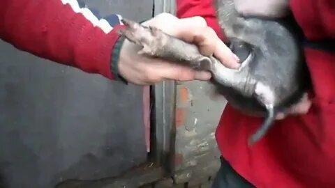 Как колоть железо