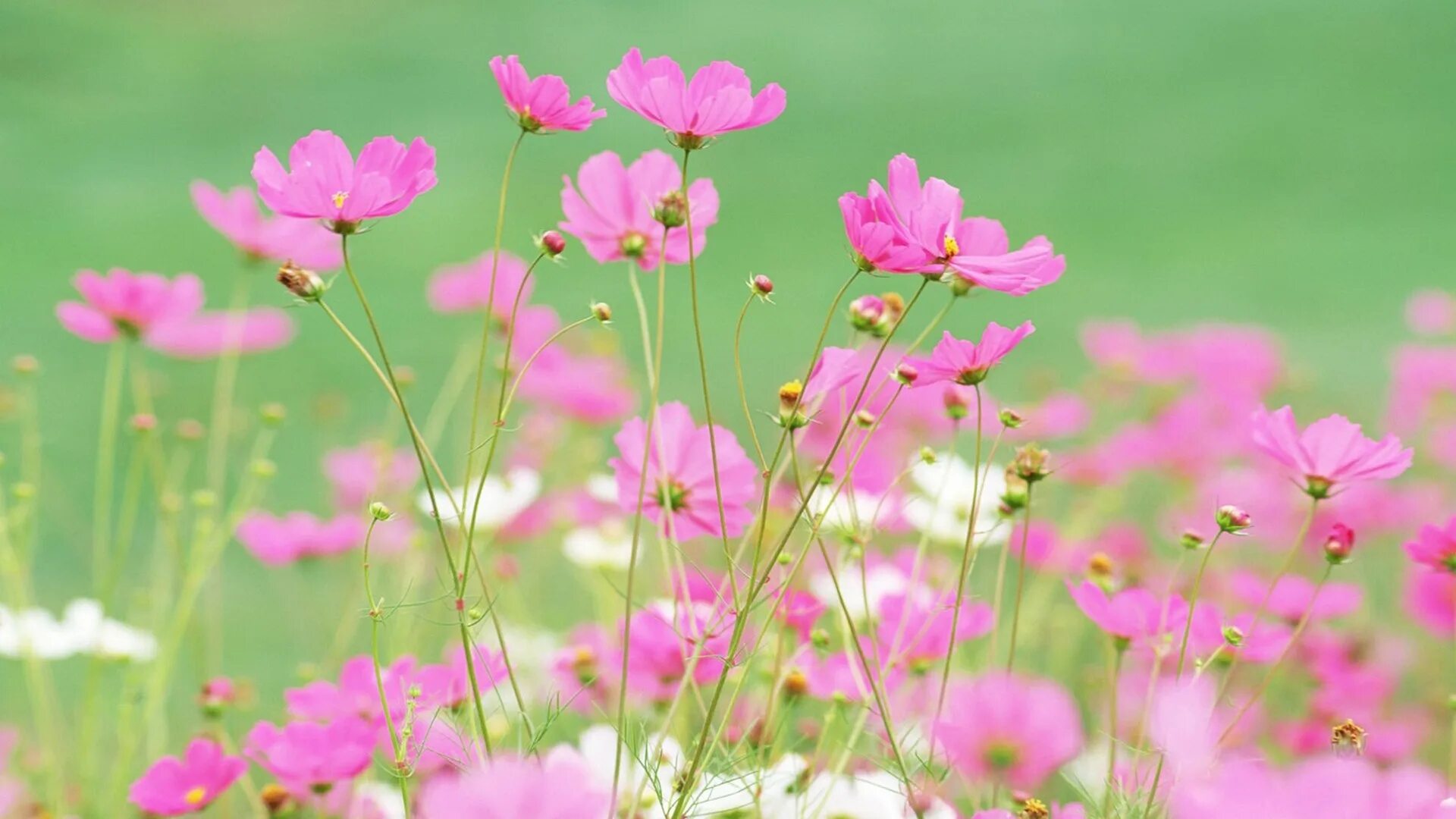 Лето цвет розовый. Полевые цветы. Луговые цветы. Лето цветы. Летние цветы розовые.