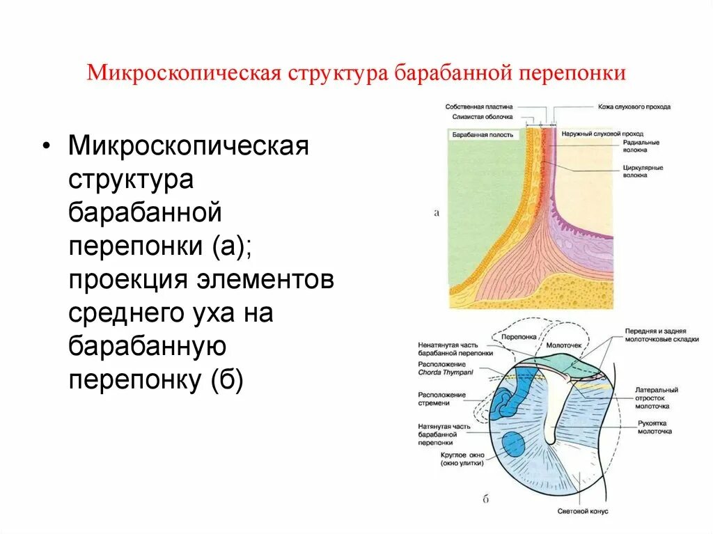 Барабанная перепонка выполняет функции. Гистологическое строение барабанной перепонки. Строение барабанной перепонки анатомия. Строение барабанной перепонки гистология. Строение уха барабанная перепонка функции.