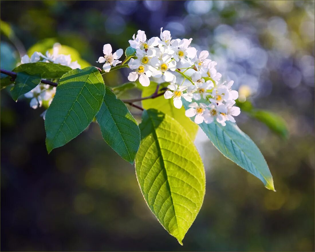Стихотворение черемуха. Черемуха рабочий лист 3 класс. Раскраска дерево черемуха для детей. Черемуха рабочий лист 3 класс. Черемуха раскраска для детей.