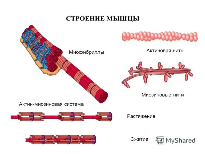 Сократительной единицей миофибриллы является. Строение мышечной ткани миофибриллы. строение нити миофибриллы. строение миофибрилл поперечно полосатой мышечной ткани. строение миофибриллы рисунок.