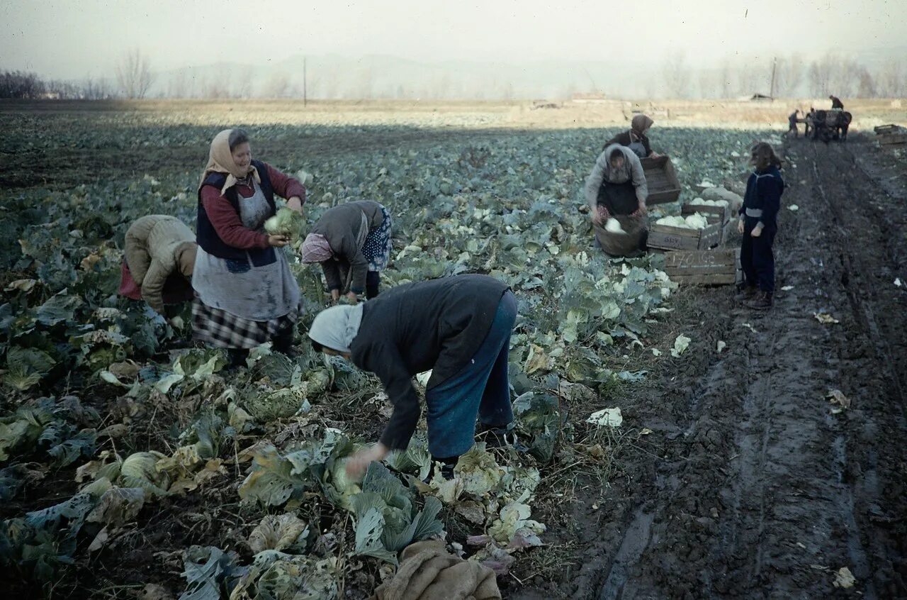 Собираем урожай капусты. Колхозники СССР 70е. Сбор урожая в колхозе. Уборка капусты. Сбор урожая капусты.