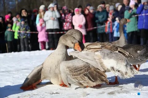 Гусиные бои