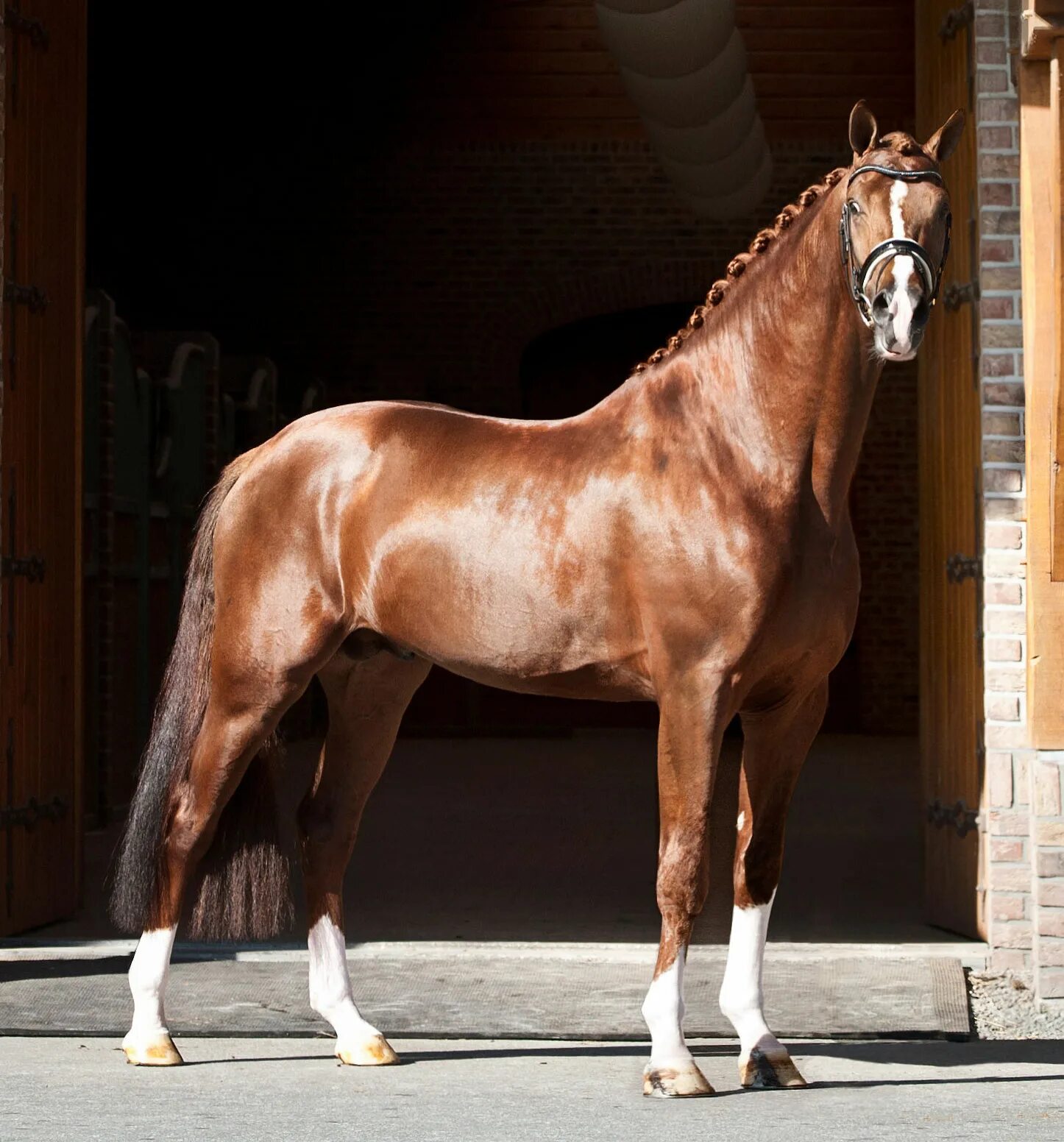 голландская теплокровная порода лошадей. бельгийская теплокровная порода лошадей. голландская теплокровная порода лошадей. Kwpn порода. голландская теплокровная порода лошадей.