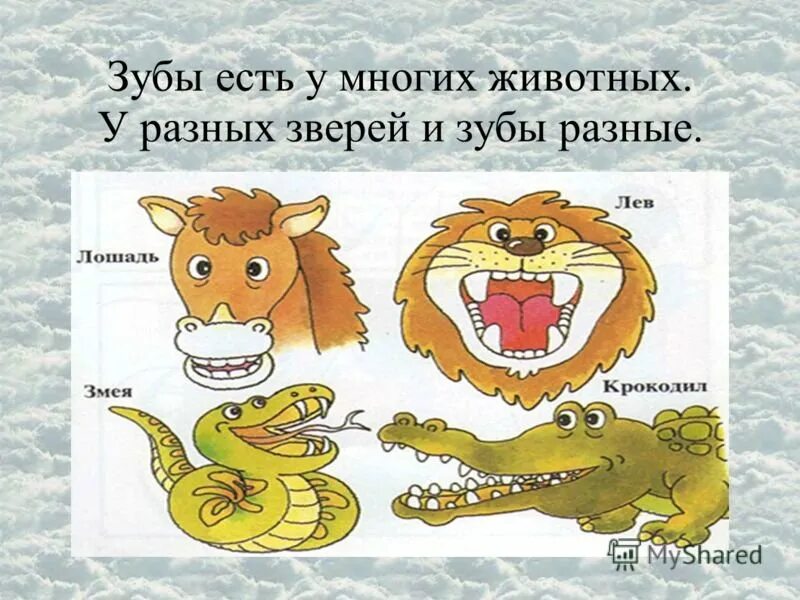 Зубы разных животных. Интересные факты о зубах животных. интересные факты о зубах животных для детей. необычные факты о зубах животных. интересные факты о зубах для детей.