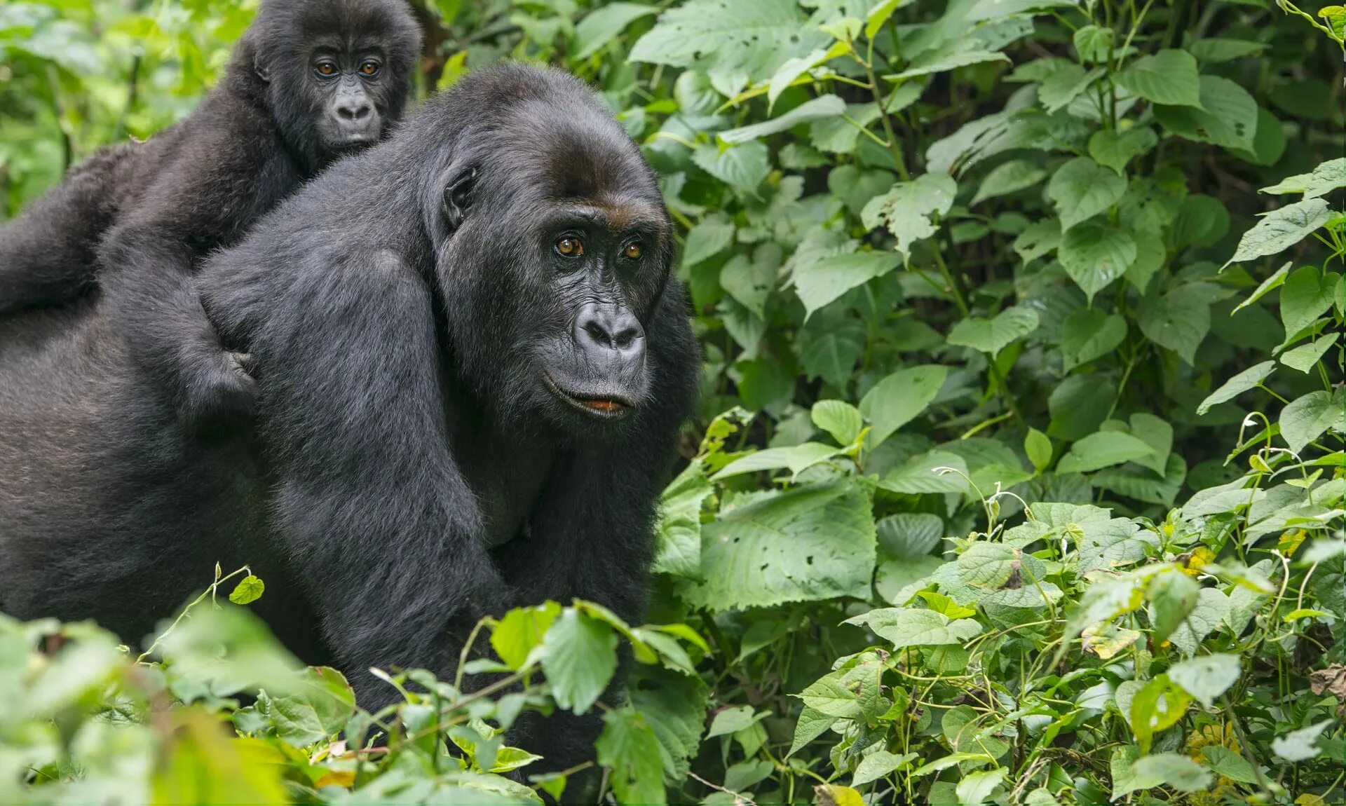 Самая человекообразная обезьяна. Горилла и шимпанзе. Национальный парк Вирунга. Республика Конго горилла.