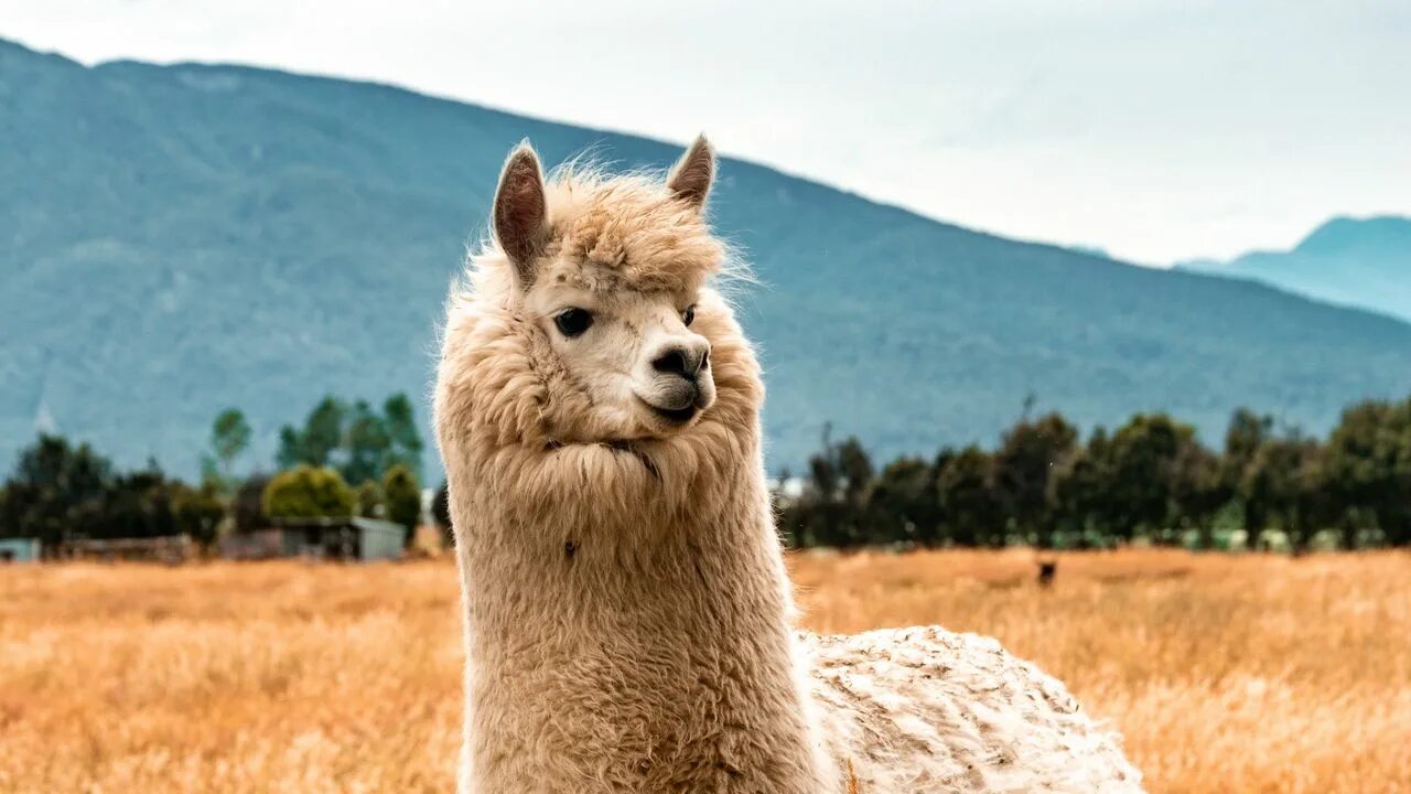 Reflection llama