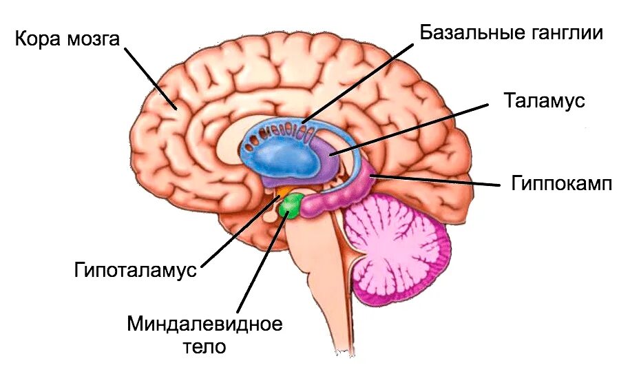 В мозгу есть область. Строение мозга Амигдала. Лимбическая система гиппокамп миндалевидное тело. Гипоталамус таламус гиппокамп. Миндалевидное тело в головном мозге строение.