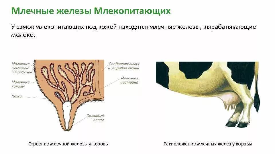 Функции молочных желез у млекопитающих. Схема типов кожных желез млекопитающих. Строение млечных желез у млекопитающих. Млечные железы у низших и высших млекопитающих.