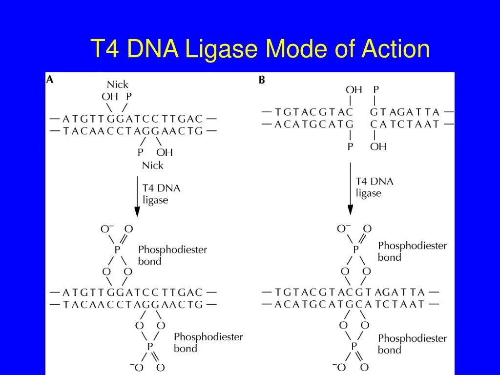 T4 DNA ligase. ДНК лигазы t4. T4 ligase structure.