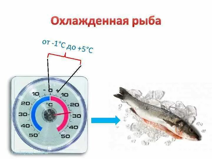 Мороженая рыба температура. Признаки охлажденной рыбы. Характеристика охлажденной рыбы. Температура хранения охлаждения рыбы. Живая Товарная рыба охлажденная и мороженная.