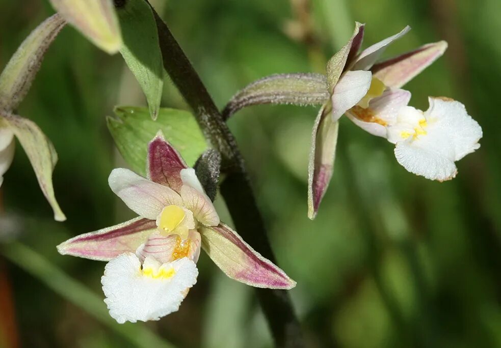 Дремлик болотный (Epipactis palustris). Дремлик болотный (Epipactis palustris (l.) Crantz ). Орхидея Дремлик.