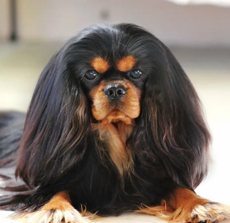 Кавалер кинг чарльз спаниель чёрнай. Кавалер кинг чарльз спаниель чёрно подпалый. Кинг чарльз спаниель подпалый. Черно подпалый кавалер. Кинг чарльз спаниель подпалый.