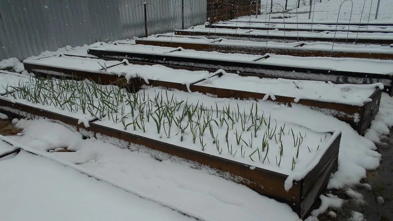 Можно в зиму сажать. Огород зимой. Снег в огороде. Огород после зимы. Грядки под снегом.