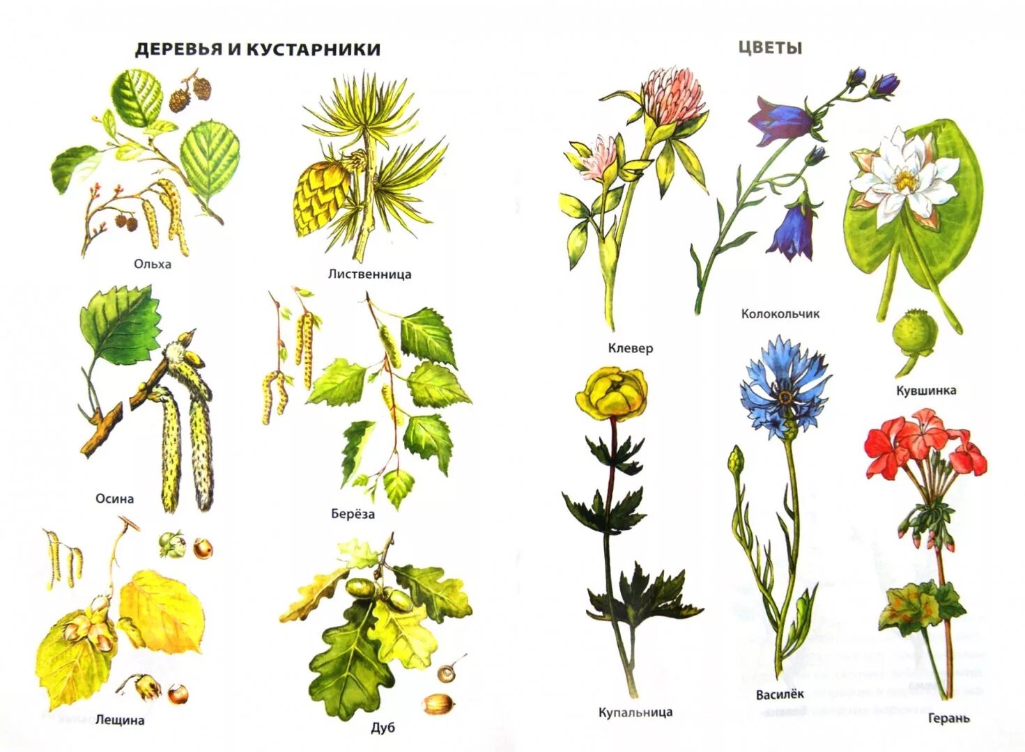 Травы названия. Дикорастущие цветы. Растения России. Дикорастущие лекарственные растения.
