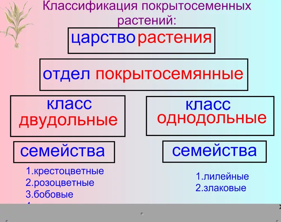 Покрытосеменные отличия