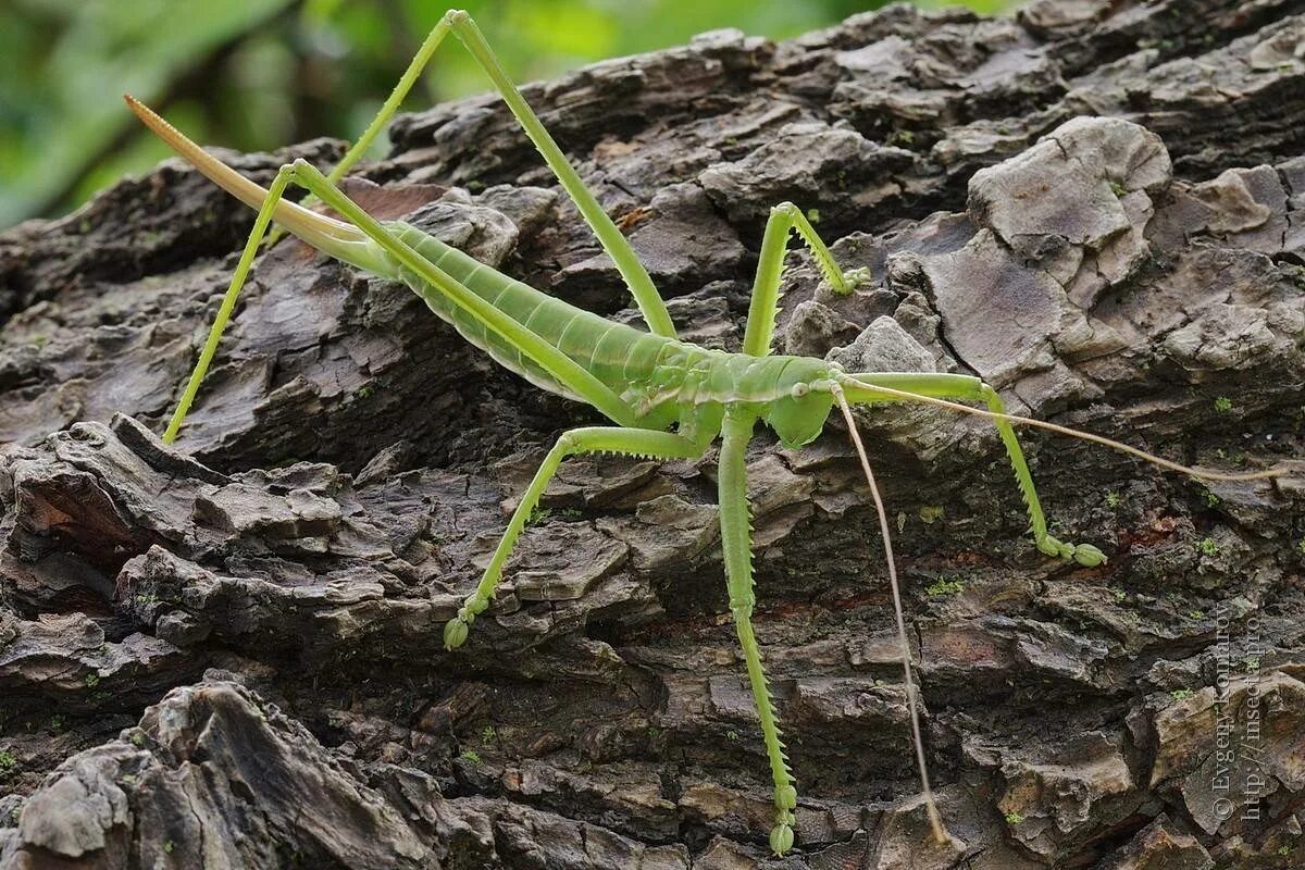 крупный кузнечик степная дыбка. кузнечик в степи. кузнечик степная дыбка. дыбка степная. степная дыбка это насекомое.
