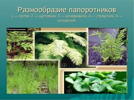 Сколько видов папоротников существует