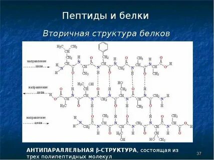 1 пептид содержит