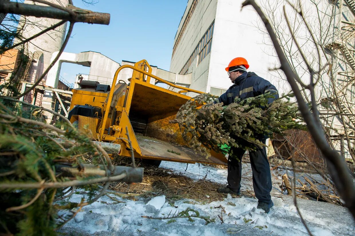Переработка елок. Акция елки палки и щепа. Переработка новогодних елок. Переработка елок. Сбор новогодних елок.