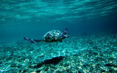 Картинки подводное море