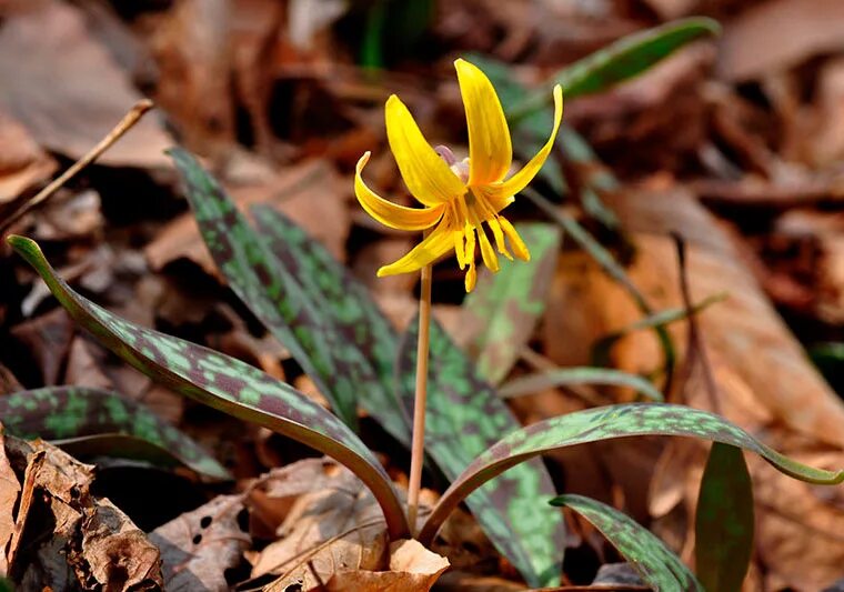 Эритрониум. Эритрониум Кандык. Кандык (Erythronium). Кандык туолумнийский Erythronium tuolumnense. Эритрониум Кандык кавказский.