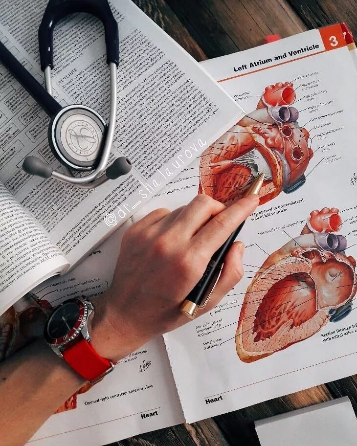 Сердце человека и доктор. Рисунки по анатомии в меде. Учеба в меде Эстетика. Анатомия человека медицина.