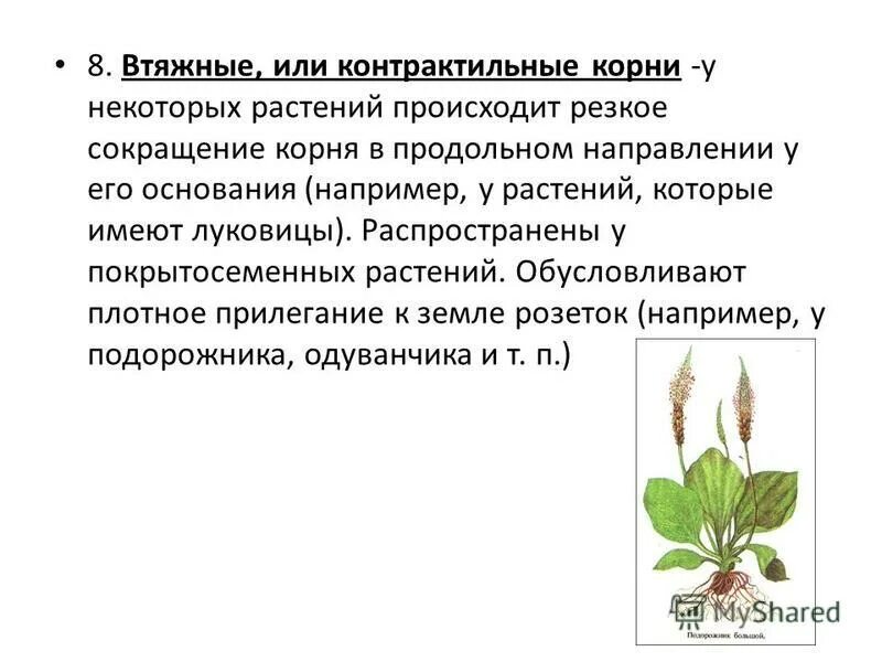 Корень это осевой вегетативный орган. Контрактильные корни. Растения с контрактильными корнями. Втягивающие контрактильные корни примеры растений. Подорожник органы растения.