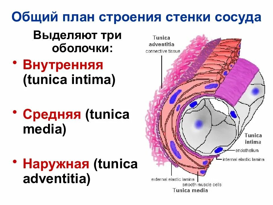 Выделяющие оболочки. Схема строения стенки сосуда гистология. строение оболочки артерии. строение стенки кровеносных сосудов гистология. строение стенки сосуда гистология.
