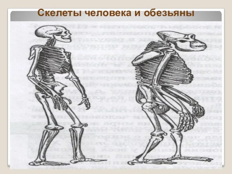 Шимпанзе передняя конечность. Строение скелета человека и человекообразных обезьян. Грудная клетка человекообразных обезьян. Скелет шимпанзе и человека. Скелет обедятны и человека.