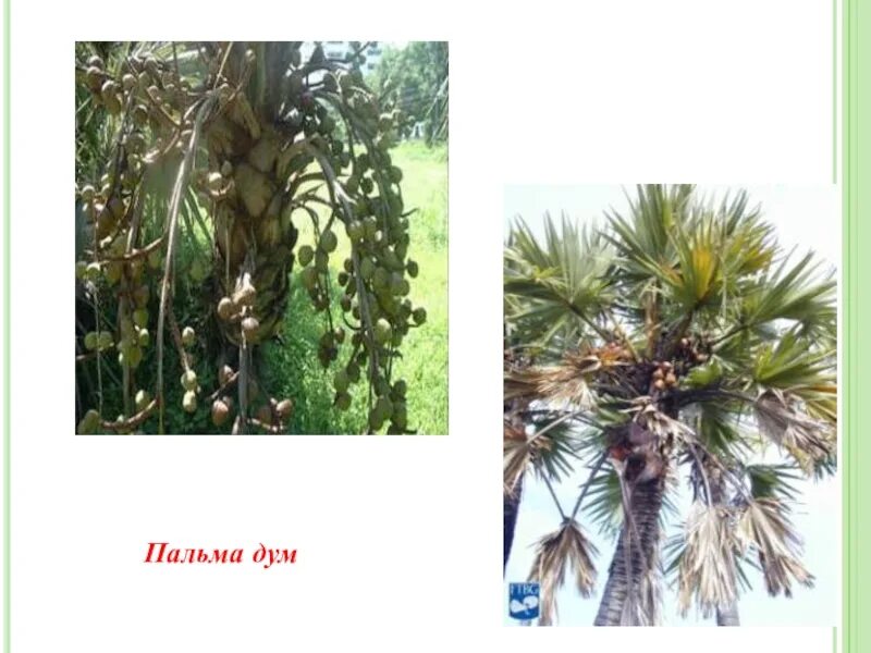 Пальма где растет природная зона. Пальма дум в Африке. Пальма дум в саванне. Пальма дум описание. Где растут пальмы карта.