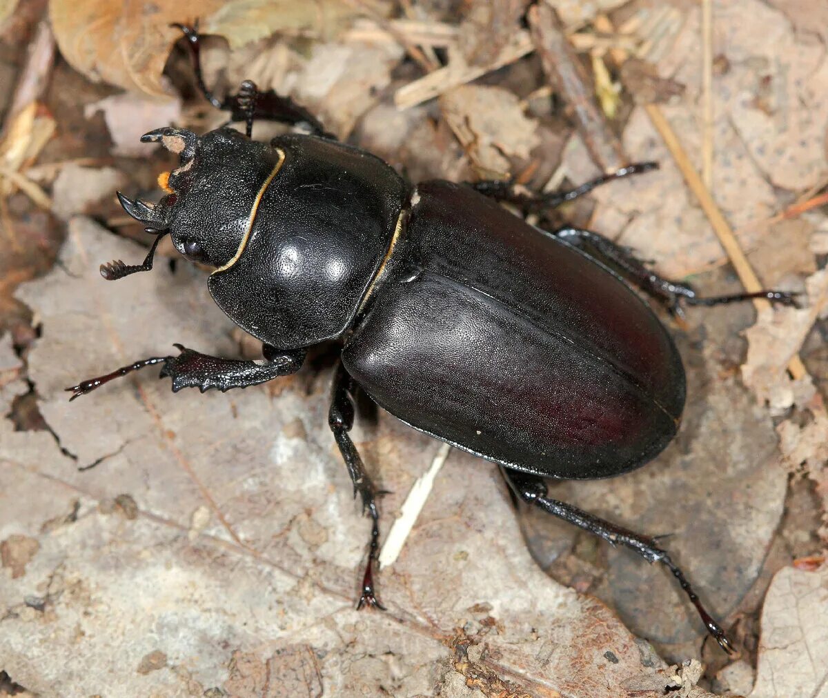 Навозник олень. Жук Рогач. Жук Lucanus Cervus. Жук Рогач самка. Жук Оленек обыкновенный.